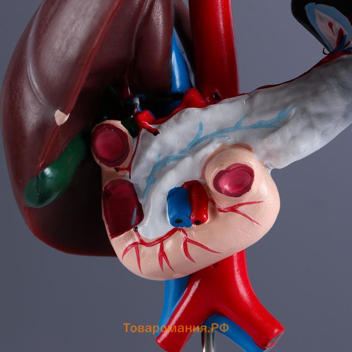 Макет "Печень и 12-типерстная кишка" 14*23см